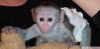 Satılık capuchin maymun#$%^&*&^%